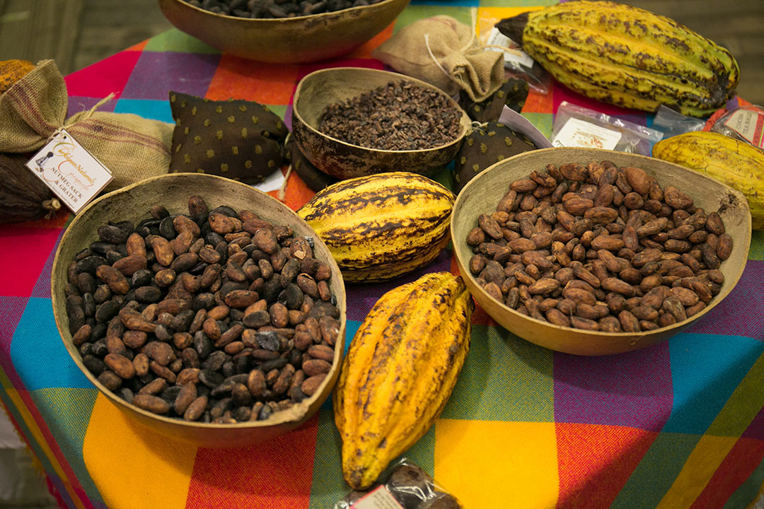 Grenada cocoa bean pods