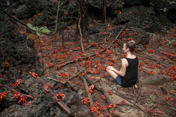 Christmas Island’s annual red crab migration is one of the world’s great wildlife spectacles
