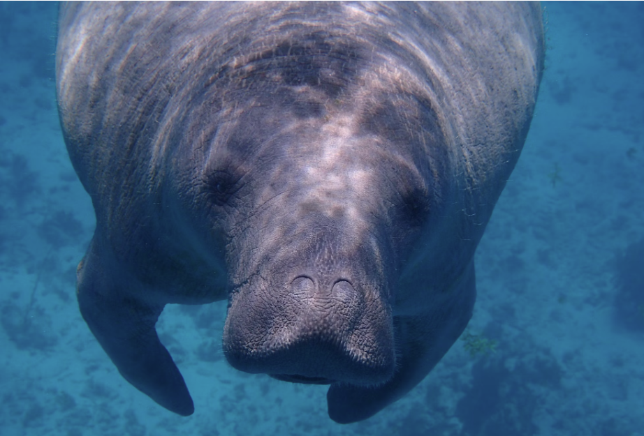 Swim with the gentle giants: Where to see manatees in Florida